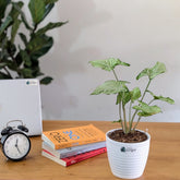Syngonium Randy, with 5.5 inches white decor pot